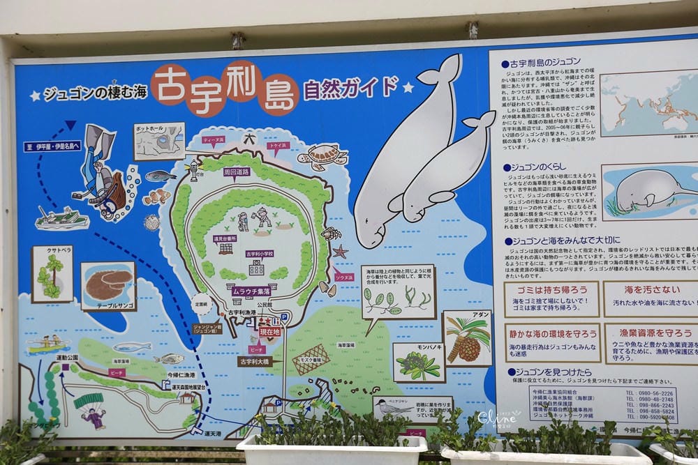 ▌沖繩自由行▌沖繩必訪景點【古宇利島】古宇利大橋無敵海景、必吃蝦蝦飯