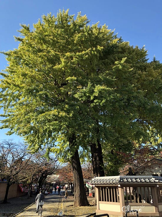 ▌東京賞楓▌東京賞楓銀杏景點【 川越小江戶。冰川神社】包車一日遊