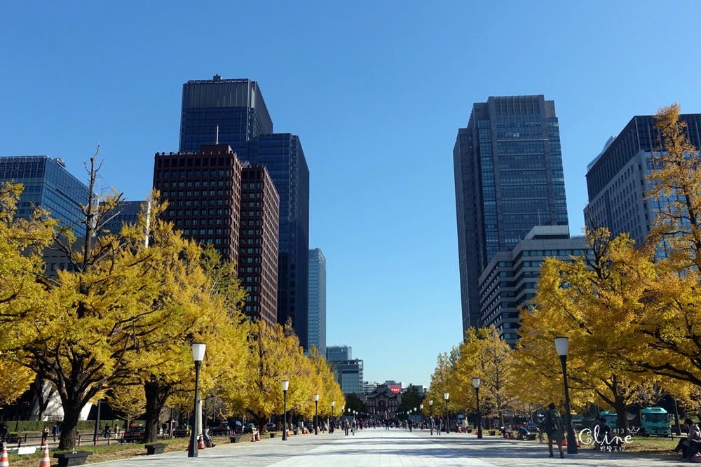 ▌東京銀杏▌東京銀杏必訪景點【神宮外苑、東京大學】東京市區包車一日遊