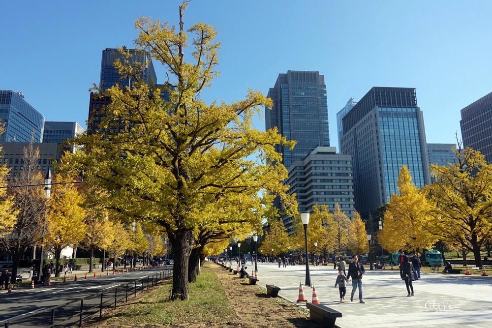 ▌東京銀杏▌東京銀杏必訪景點【神宮外苑、東京大學】東京市區包車一日遊