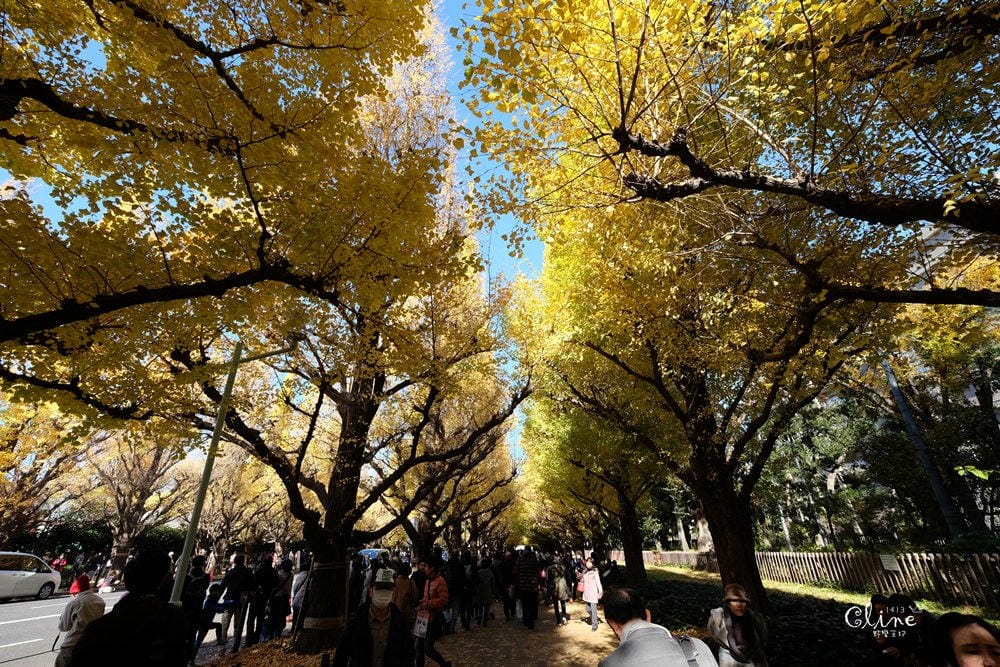▌東京銀杏▌東京銀杏必訪景點【神宮外苑、東京大學】東京市區包車一日遊