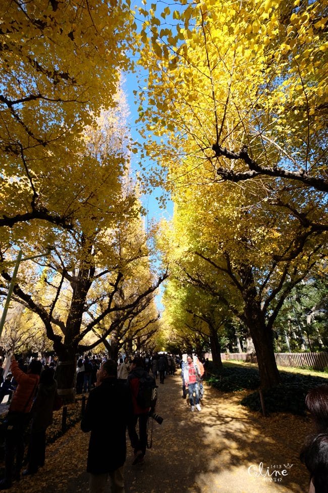▌東京銀杏▌東京銀杏必訪景點【神宮外苑、東京大學】東京市區包車一日遊