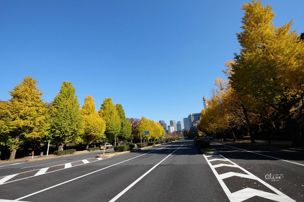 ▌東京銀杏▌東京銀杏必訪景點【神宮外苑、東京大學】東京市區包車一日遊