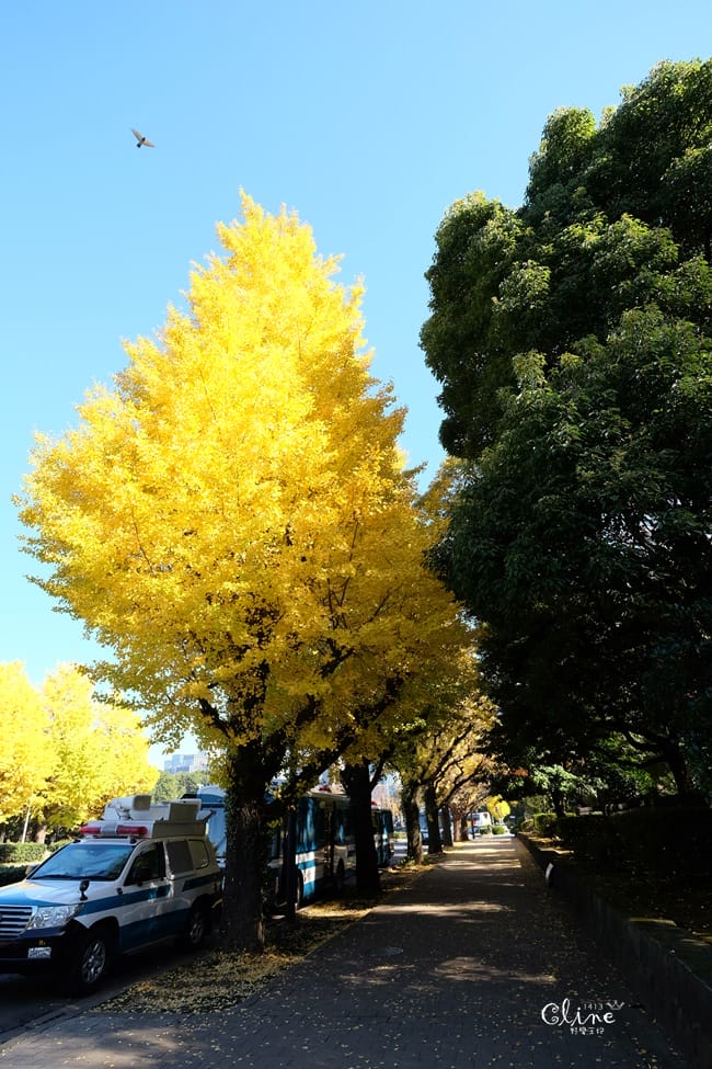 ▌東京銀杏▌東京銀杏必訪景點【神宮外苑、東京大學】東京市區包車一日遊