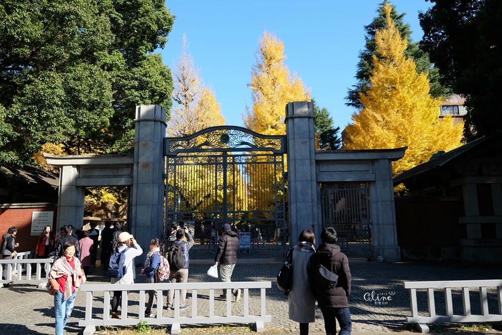 ▌東京銀杏▌東京銀杏必訪景點【神宮外苑、東京大學】東京市區包車一日遊