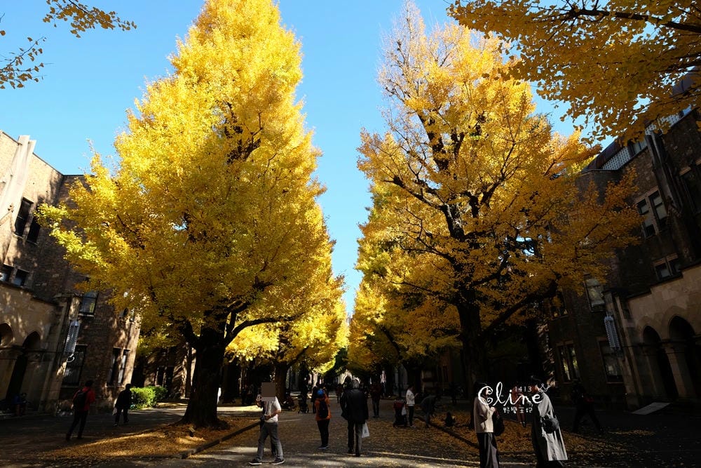 ▌東京銀杏▌東京銀杏必訪景點【神宮外苑、東京大學】東京市區包車一日遊