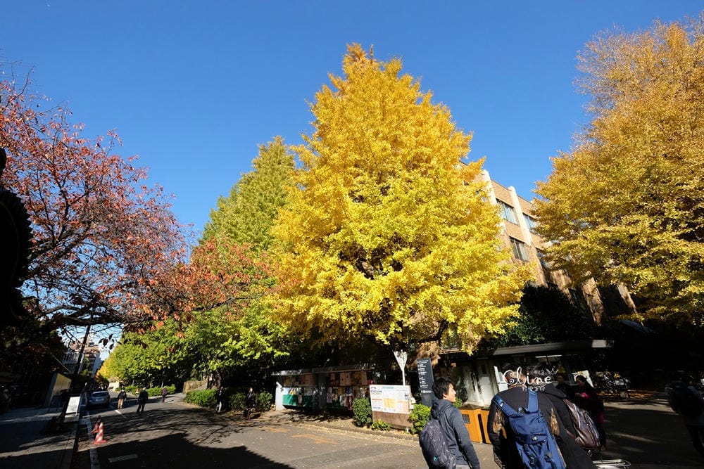 ▌東京銀杏▌東京銀杏必訪景點【神宮外苑、東京大學】東京市區包車一日遊