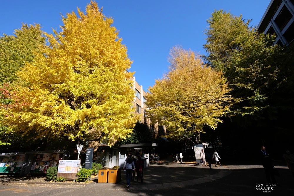 ▌東京銀杏▌東京銀杏必訪景點【神宮外苑、東京大學】東京市區包車一日遊