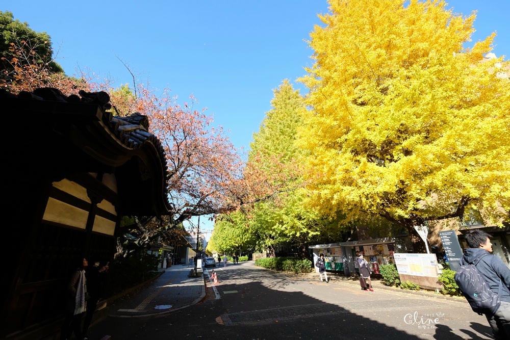 ▌東京銀杏▌東京銀杏必訪景點【神宮外苑、東京大學】東京市區包車一日遊