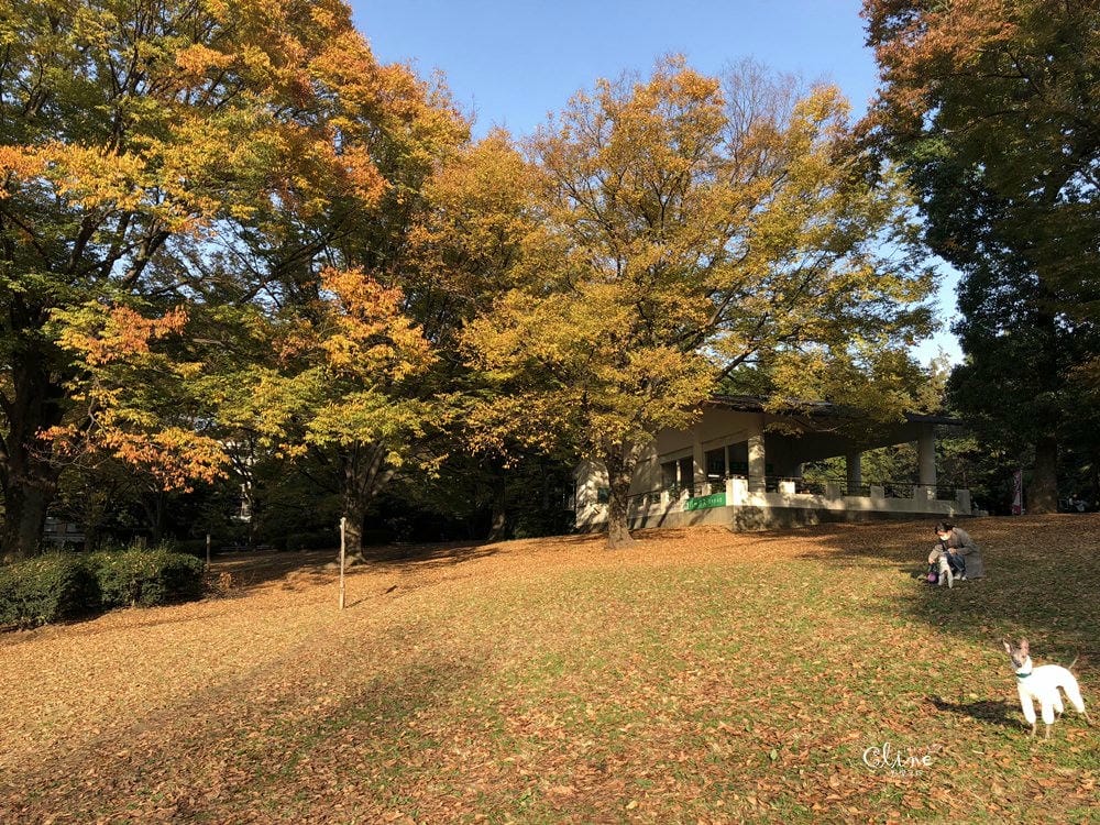 ▌東京銀杏▌東京銀杏必訪景點【神宮外苑、東京大學】東京市區包車一日遊