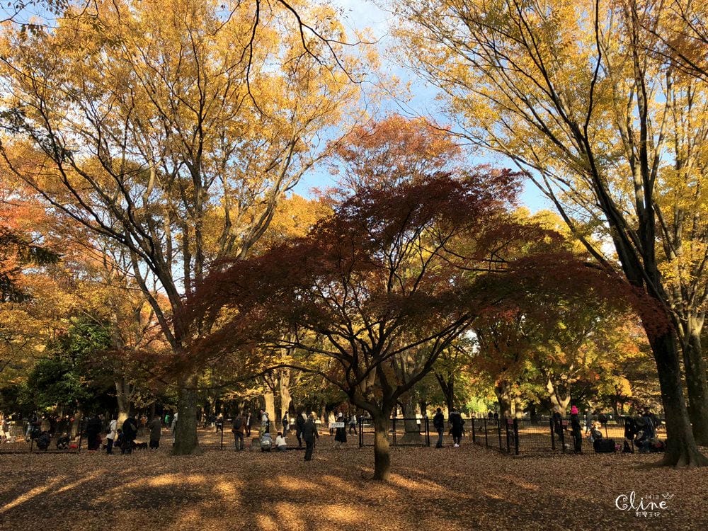 ▌東京銀杏▌東京銀杏必訪景點【神宮外苑、東京大學】東京市區包車一日遊