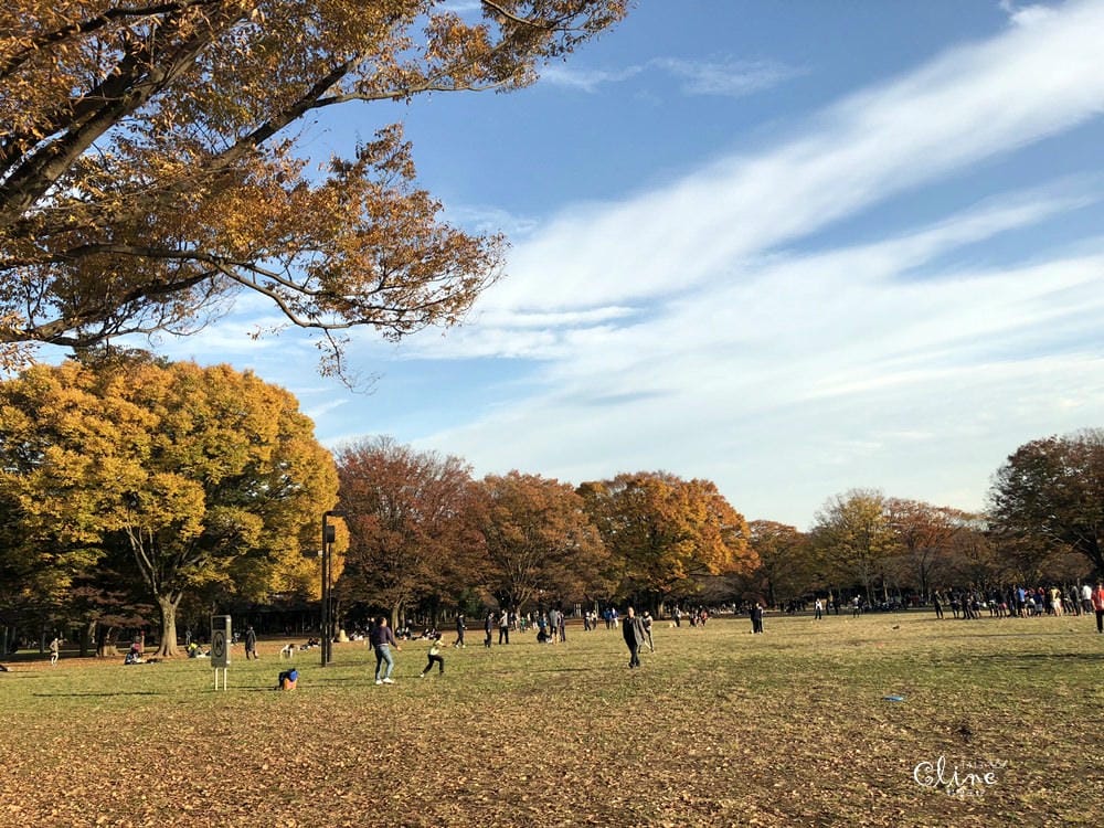 ▌東京銀杏▌東京銀杏必訪景點【神宮外苑、東京大學】東京市區包車一日遊
