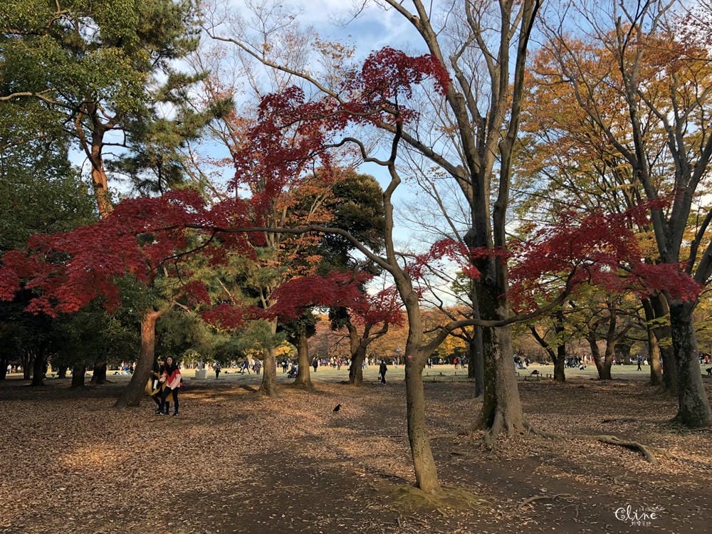 ▌東京銀杏▌東京銀杏必訪景點【神宮外苑、東京大學】東京市區包車一日遊