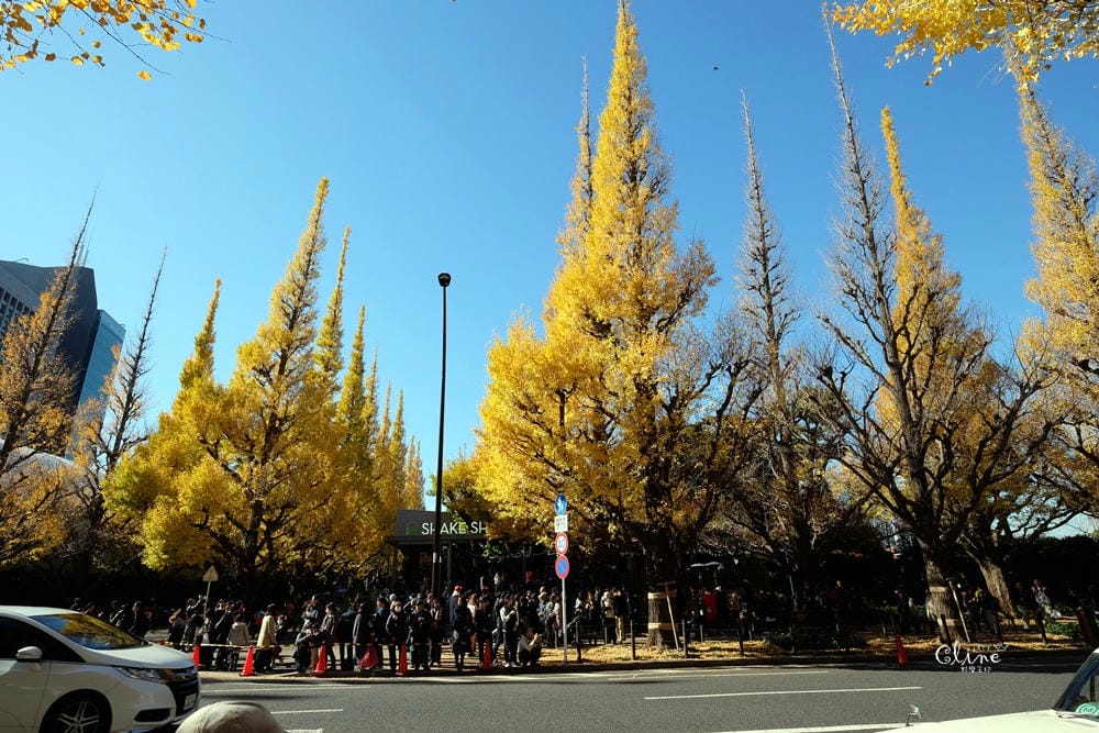 ▌東京銀杏▌東京銀杏必訪景點【神宮外苑、東京大學】東京市區包車一日遊