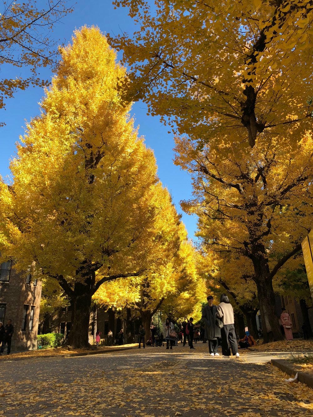 ▌東京銀杏▌東京銀杏必訪景點【神宮外苑、東京大學】東京市區包車一日遊