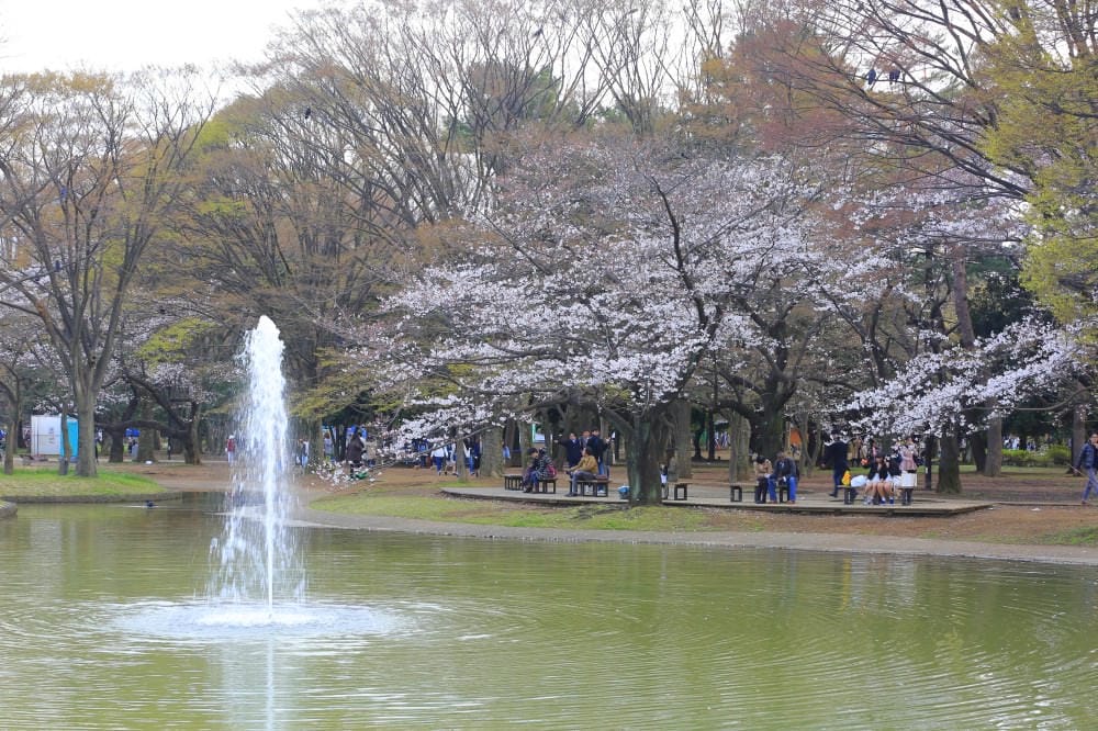 ▌東京銀杏▌東京銀杏必訪景點【神宮外苑、東京大學】東京市區包車一日遊
