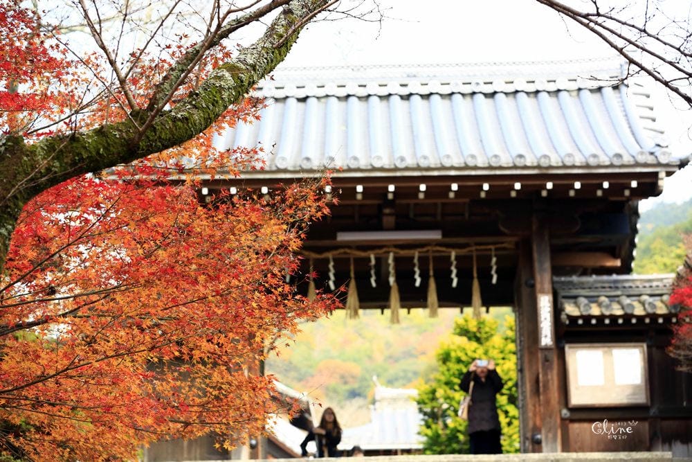 ▌京都賞楓▌京都賞楓景點、賞楓行程【 東福寺、金戒光明寺、一休寺、毘沙門堂、勝林寺】