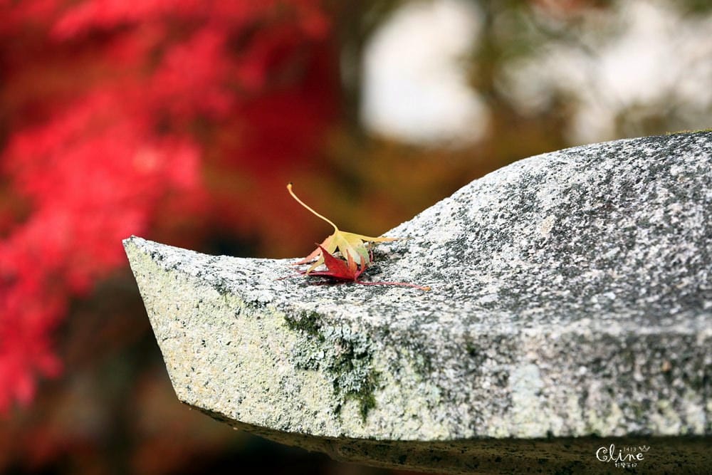 ▌京都賞楓▌京都賞楓景點、賞楓行程【 東福寺、金戒光明寺、一休寺、毘沙門堂、勝林寺】
