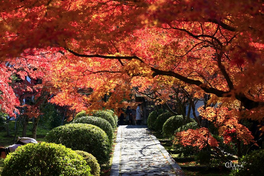 ▌京都賞楓▌京都賞楓景點、賞楓行程【 東福寺、金戒光明寺、一休寺、毘沙門堂、勝林寺】