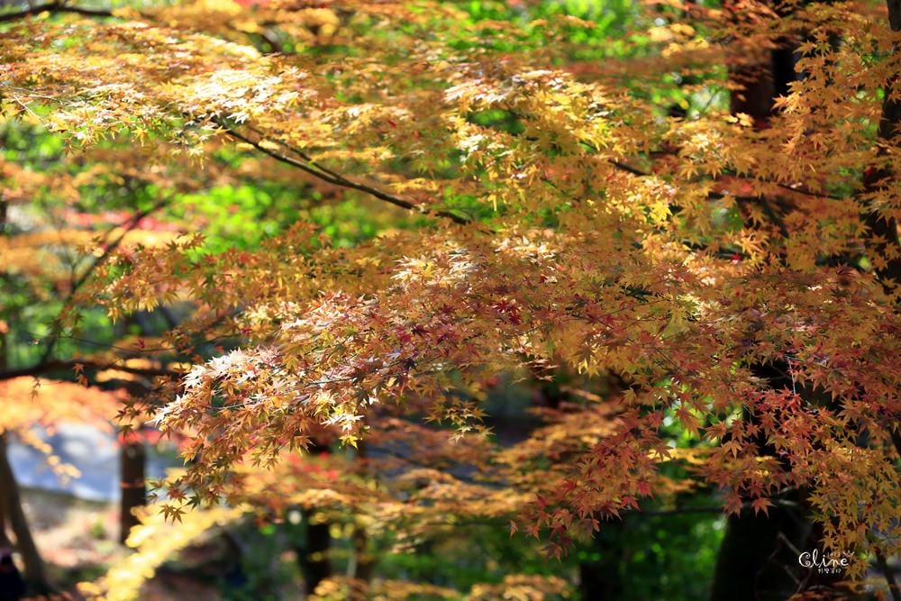 ▌京都賞楓▌京都賞楓景點、賞楓行程【 東福寺、金戒光明寺、一休寺、毘沙門堂、勝林寺】