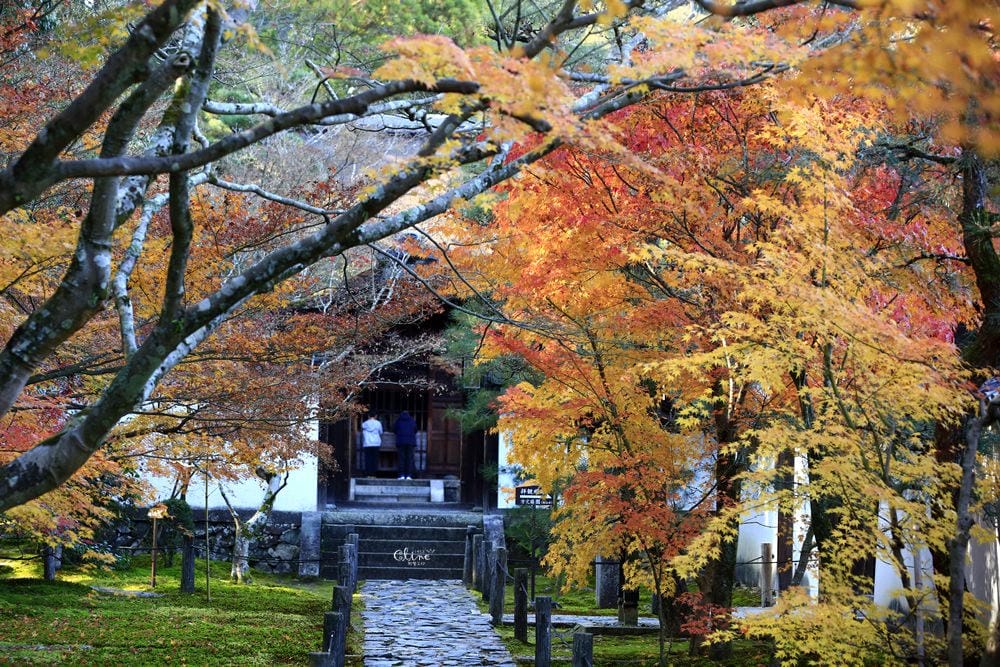 ▌京都賞楓▌京都賞楓景點、賞楓行程【 東福寺、金戒光明寺、一休寺、毘沙門堂、勝林寺】