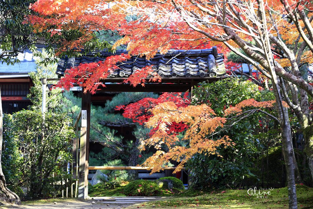 京都賞楓 京都賞楓景點 賞楓行程 東福寺 金戒光明寺 一休寺 毘沙門堂 勝林寺 野蠻王妃愛漂亮