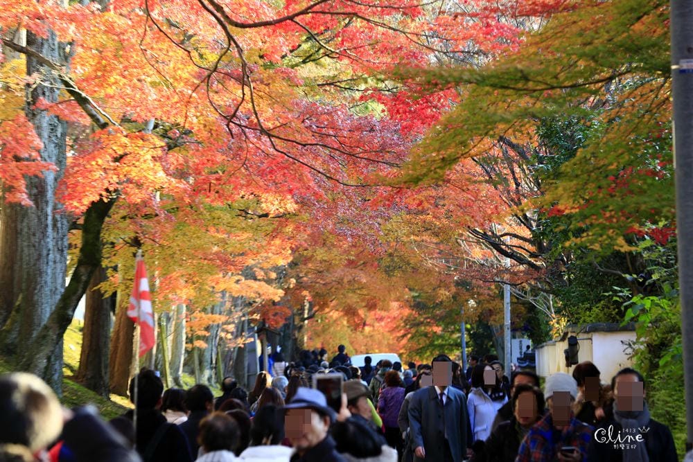 ▌京都賞楓▌京都賞楓景點、賞楓行程【 東福寺、金戒光明寺、一休寺、毘沙門堂、勝林寺】
