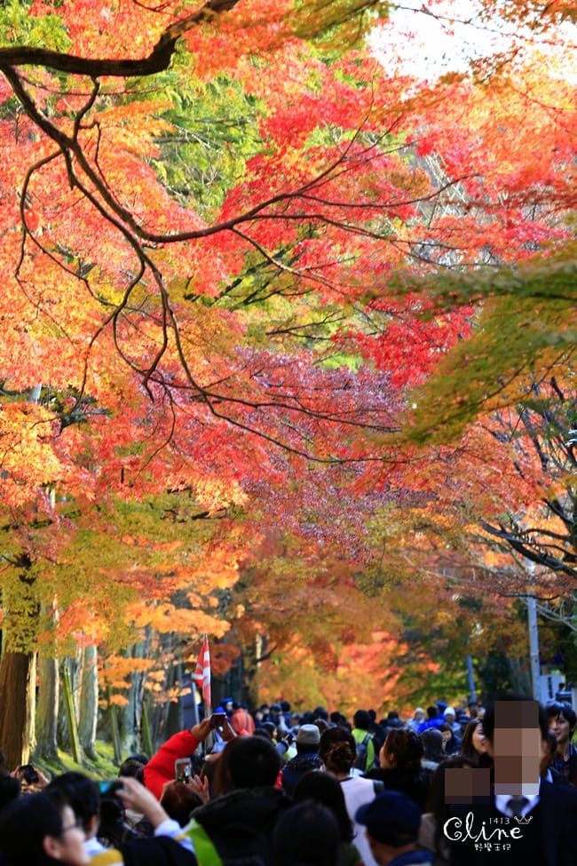 ▌京都賞楓▌京都賞楓景點、賞楓行程【 東福寺、金戒光明寺、一休寺、毘沙門堂、勝林寺】