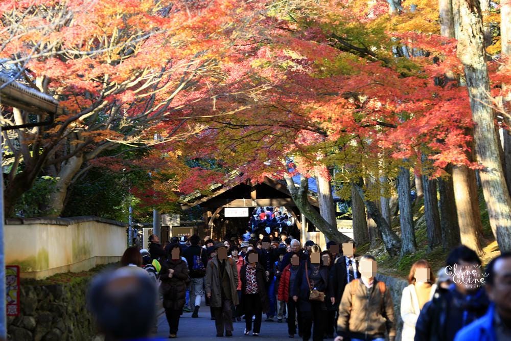 ▌京都賞楓▌京都賞楓景點、賞楓行程【 東福寺、金戒光明寺、一休寺、毘沙門堂、勝林寺】