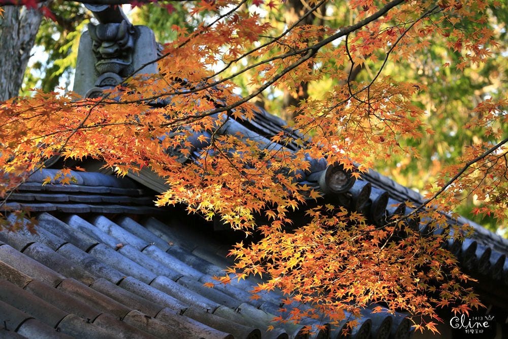 ▌京都賞楓▌京都賞楓景點、賞楓行程【 東福寺、金戒光明寺、一休寺、毘沙門堂、勝林寺】