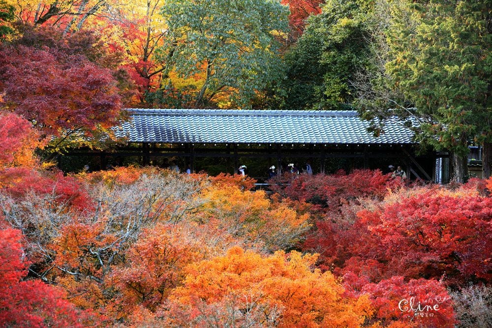 ▌京都賞楓▌京都賞楓景點、賞楓行程【 東福寺、金戒光明寺、一休寺、毘沙門堂、勝林寺】