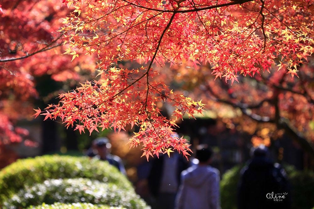 ▌京都賞楓▌京都賞楓景點、賞楓行程【 東福寺、金戒光明寺、一休寺、毘沙門堂、勝林寺】