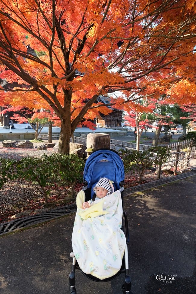▌京都賞楓▌京都賞楓景點、賞楓行程【 東福寺、金戒光明寺、一休寺、毘沙門堂、勝林寺】