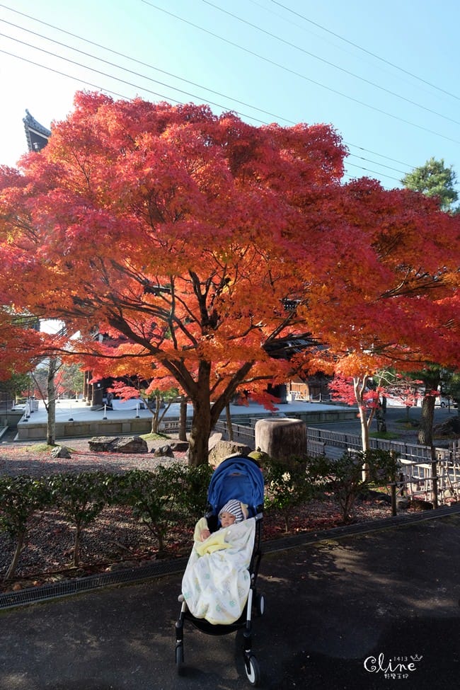 ▌京都賞楓▌京都賞楓景點、賞楓行程【 東福寺、金戒光明寺、一休寺、毘沙門堂、勝林寺】