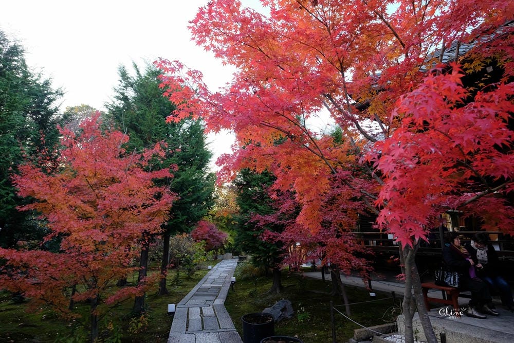 ▌京都賞楓▌京都賞楓景點、賞楓行程【 東福寺、金戒光明寺、一休寺、毘沙門堂、勝林寺】