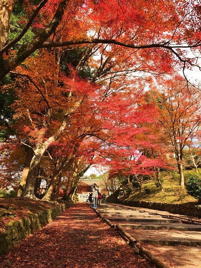 ▌京都賞楓▌京都賞楓景點、賞楓行程【 東福寺、金戒光明寺、一休寺、毘沙門堂、勝林寺】