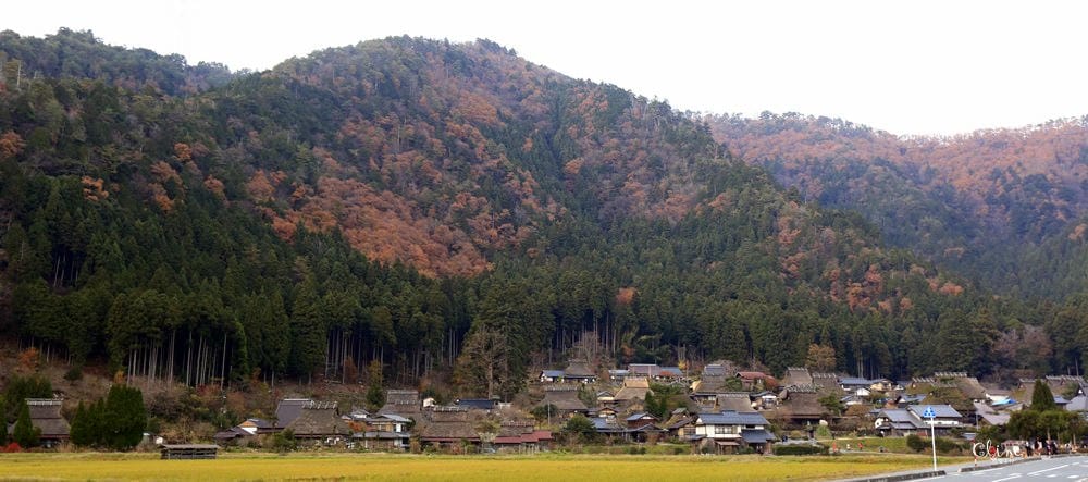 ▌京都賞楓自由行▌伊根州屋、美山、天橋立包車一日遊