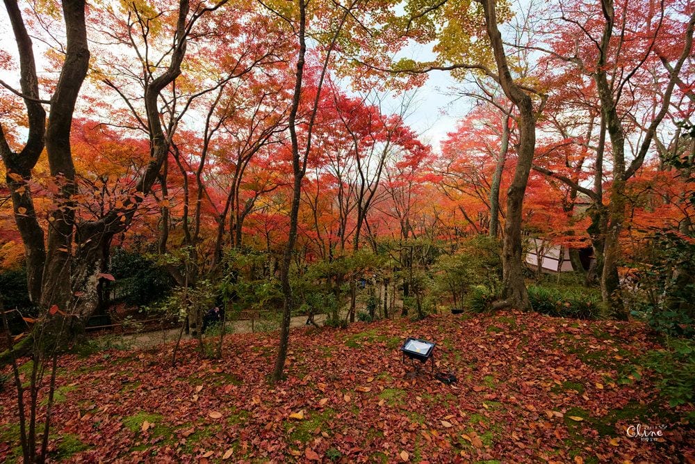 【2017京都賞楓自由行】京都嵐山小火車、嵐山公園、常寂光寺賞楓半日遊 - 第67張圖 【2017京都賞楓自由行】京都嵐山小火車、嵐山公園、常寂光寺賞楓半日遊