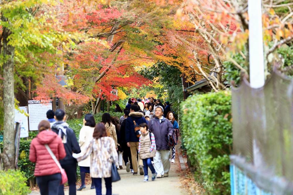【2017京都賞楓自由行】京都嵐山小火車、嵐山公園、常寂光寺賞楓半日遊 - 第53張圖 【2017京都賞楓自由行】京都嵐山小火車、嵐山公園、常寂光寺賞楓半日遊