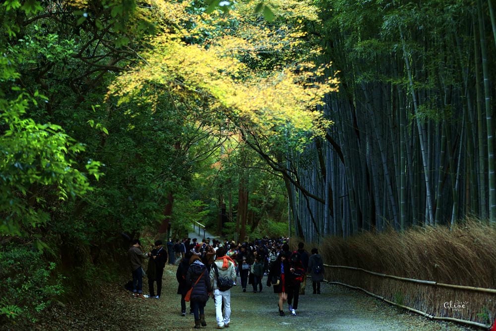 【2017京都賞楓自由行】京都嵐山小火車、嵐山公園、常寂光寺賞楓半日遊 - 第45張圖 【2017京都賞楓自由行】京都嵐山小火車、嵐山公園、常寂光寺賞楓半日遊