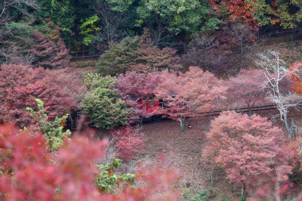 【2017京都賞楓自由行】京都嵐山小火車、嵐山公園、常寂光寺賞楓半日遊 - 第34張圖 【2017京都賞楓自由行】京都嵐山小火車、嵐山公園、常寂光寺賞楓半日遊