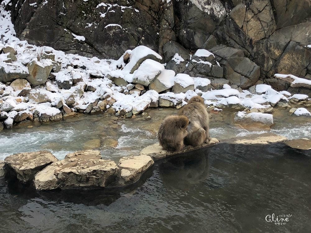 ▎日本滑雪中毒者▎亞洲最大滑雪場【志賀高原燒額山王子大飯店】X地獄谷看雪猴泡溫泉