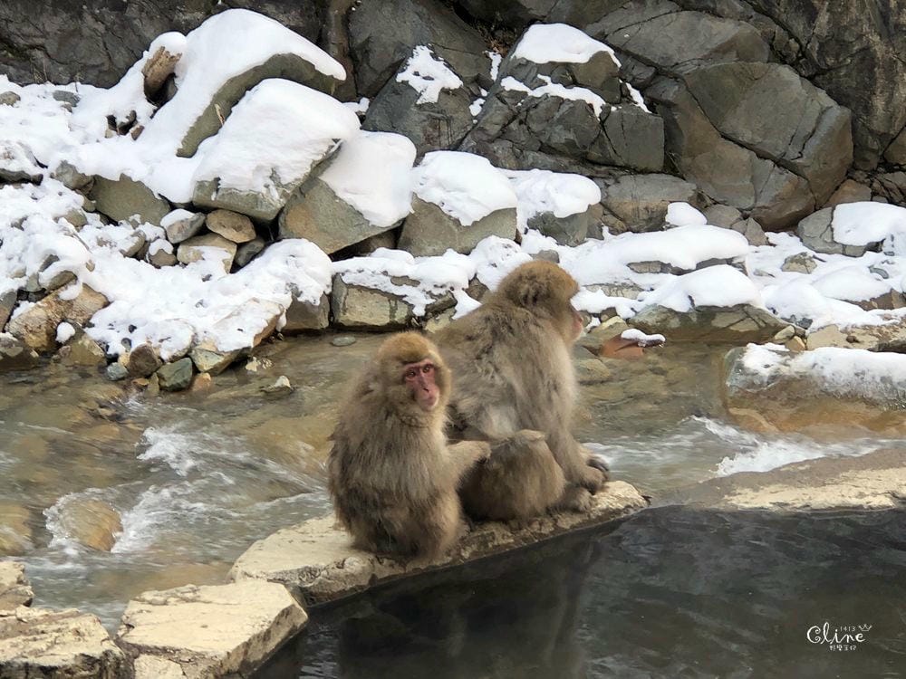 ▎日本滑雪中毒者▎亞洲最大滑雪場【志賀高原燒額山王子大飯店】X地獄谷看雪猴泡溫泉