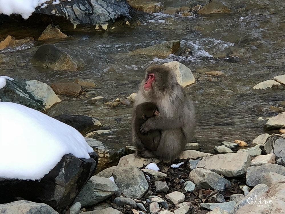 ▎日本滑雪中毒者▎亞洲最大滑雪場【志賀高原燒額山王子大飯店】X地獄谷看雪猴泡溫泉