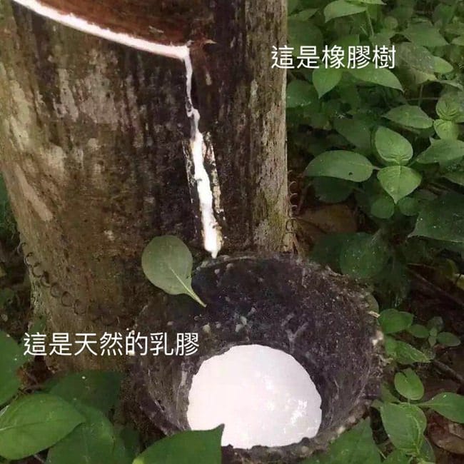 ▌團購▌會呼吸的枕頭【英國百年乳膠品牌 Dunlopillo 頂規乳膠枕】任選2顆枕頭送美夢成真枕頭噴霧