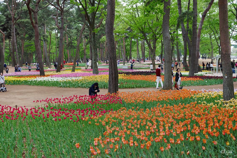 東京賞花一日遊 一次蒐集 足利公園紫藤花x 日立海濱公園粉蝶花 此生必看一次夢幻景點 野蠻王妃愛漂亮