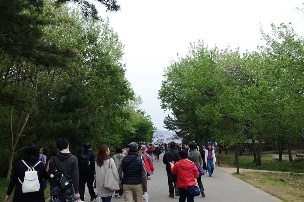 ▌東京賞花一日遊▌一次蒐集【足利公園紫藤花 x 日立海濱公園粉蝶花】此生必看一次夢幻景點