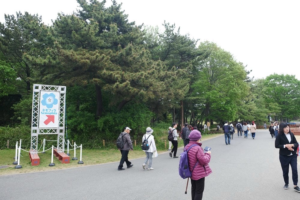 ▌東京賞花一日遊▌一次蒐集【足利公園紫藤花 x 日立海濱公園粉蝶花】此生必看一次夢幻景點