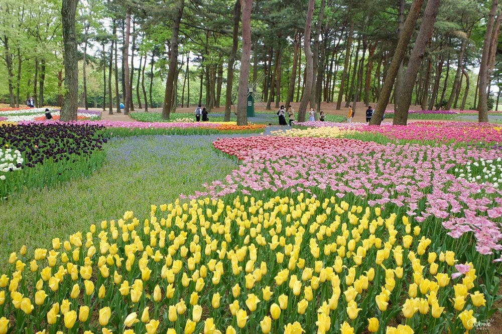 ▌東京賞花一日遊▌一次蒐集【足利公園紫藤花 x 日立海濱公園粉蝶花】此生必看一次夢幻景點