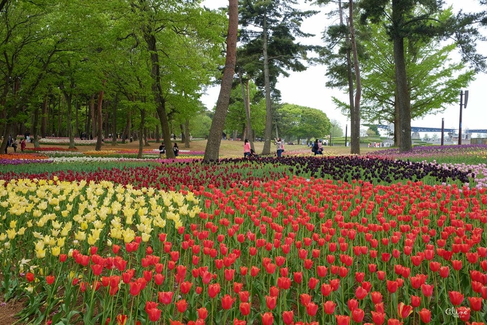 ▌東京賞花一日遊▌一次蒐集【足利公園紫藤花 x 日立海濱公園粉蝶花】此生必看一次夢幻景點